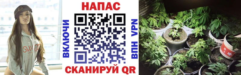 как найти наркотики  Тобольск  МАРИХУАНА семена 